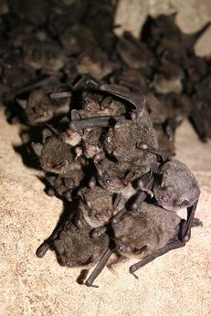 Bat Cluster